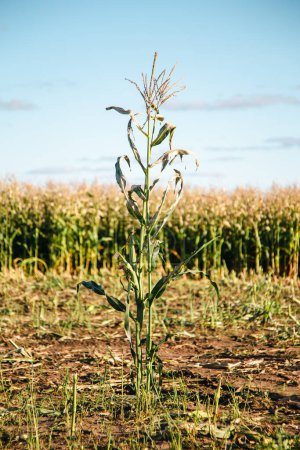 Téléchargez les photos : Grandir tige de maïs solitaire sur le champ rural contre le ciel bleu. Maïs séché ensoleillé se balançant dans le vent dans les champs récoltés à la campagne - en image libre de droit
