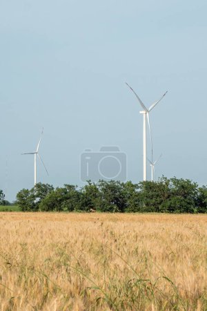 Foto de Los molinos de viento producen energía limpia. Las turbinas eólicas ecológicas generan energía alternativa a partir de fuentes renovables en campos maduros rodeados de árboles - Imagen libre de derechos