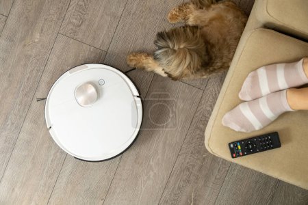 Photo for White robotic vacuum cleaner cleans floor near lying Shih Tzu in living room. Female feet in striped socks stand near TV remote control on sofa close upper view - Royalty Free Image
