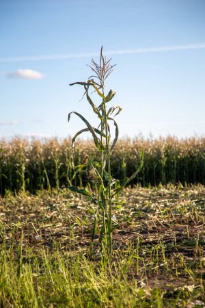 Téléchargez les photos : Séchage solitaire de la tige de maïs dans un champ récolté éclairé par un soleil éclatant. Champ de maïs flou et ciel bleu avec des tiges de maïs oscillant dans le vent léger - en image libre de droit