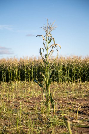 Foto de Tallo de maíz seco simple en el campo de rastrojos contra el cielo azul. Maíz iluminado por el sol balanceándose en la brisa contra la plantación de maíz borroso en el campo - Imagen libre de derechos