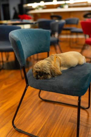 Téléchargez les photos : Shih Tzu dort sur une chaise en tissu bleu au bureau. Chien trouve un endroit parfait pour se détendre dans l'immeuble et se trouve dans une position confortable - en image libre de droit