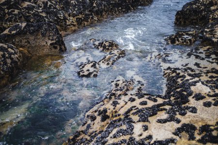 La textura del fondo oceánico revelada en la marea baja, adornada con rocas incrustadas con conchas, muestra una fascinante variedad de patrones y belleza natural.