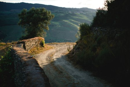 A country road winding through the vineyards of Douro, Portugal.