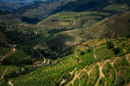 An aerial view of the Douro Valley vineyards in Portugal reveals a stunning mosaic of terraced grapevines stretching across rolling hills. 