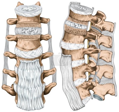 Ligaments and lumbar spine structure, anterior longitudinal, intertransverse, interspinous and supraspinous ligaments, anatomy of human bony system, human skeletal system, anterior and lateral view