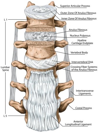 Ligamentos lumbares, estructura de la columna lumbar, ligamento longitudinal anterior, ligamentos transversales, huesos vertebrales, anatomía del sistema óseo humano, sistema esquelético humano, vista anterior