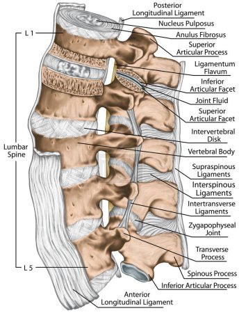 Bänder, Struktur der Lendenwirbelsäule, vordere Längs-, intertransversale, interstachelige, suprastachelige Bänder, Wirbelknochen, Anatomie des menschlichen Knochensystems, menschliches Skelettsystem, linke Seitenansicht
