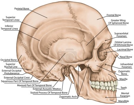 Los huesos del cráneo, los huesos de la cabeza, el cráneo. Los límites del esqueleto facial. La cavidad nasal, la abertura nasal anterior, la órbita. Vista lateral.