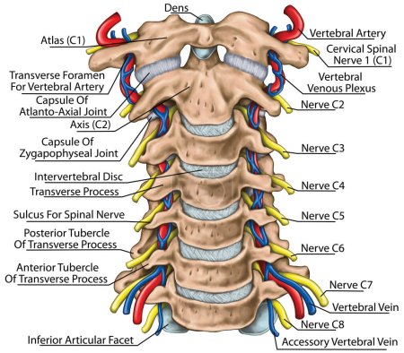 Cervical spine with both vertebral arteries in transverse foramen and the emerging spinal nerves. Topographic relationship of the spinal nerve and vertebral artery. Anterior view. 