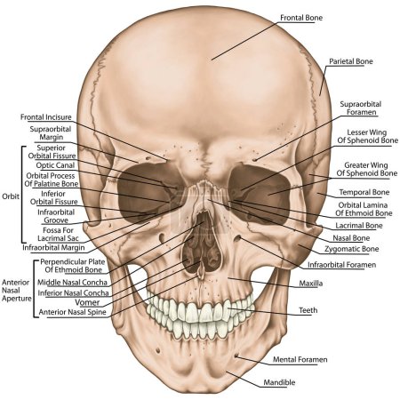 Les os du crâne, les os de la tête, du crâne. Les limites du squelette facial, viscérocranium. La cavité nasale, l'ouverture nasale antérieure, l'orbite. Vue antérieure.