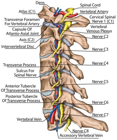 Cervical spine with both vertebral arteries in transverse foramen and the emerging spinal nerves. Topographic relationship of the spinal nerve and vertebral artery. Lateral view. 