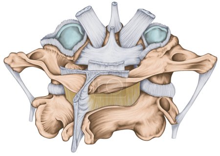 Los ligamentos de la articulación atlantoaxial mediana. Atlas y ligamentos de eje. Columna cervical, morfología vertebral, primera y segunda vértebra cervical, vértebras cervicales, atlas, eje, articulación atlantoaxial, vista posterosuperior