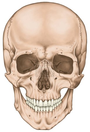 Photo for The bones of the cranium, the bones of the head, skull. The boundaries of the facial skeleton, viscerocranium. The nasal cavity, the anterior nasal aperture, the orbit. Anterior view. - Royalty Free Image