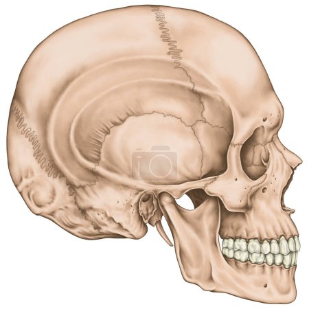 Los huesos del cráneo, los huesos de la cabeza, el cráneo. Los límites del esqueleto facial. La cavidad nasal, la abertura nasal anterior, la órbita. Vista lateral.