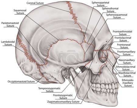 Die Nähte, die Gelenke der Schädelknochen, des Kopfes, des Schädels. Die Hauptgelenke der Schädelknochen. Die Schädelnaht zwischen den Knochen. Seitenblick.