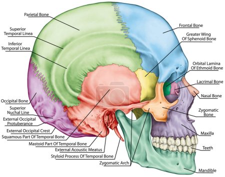 Les os du crâne, les os de la tête, du crâne. Les os individuels et leurs caractéristiques saillantes en différentes couleurs. Les noms des os crâniens. Vue latérale.