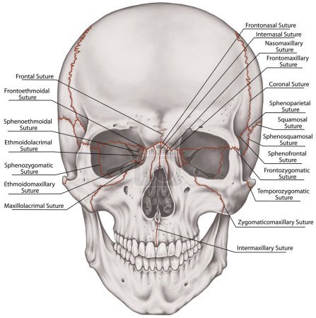 Las suturas, las articulaciones de los huesos del cráneo, cabeza, cráneo. Las articulaciones principales de los huesos del cráneo. La sutura craneal entre los huesos. Vista anterior.