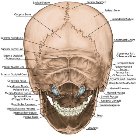 Los huesos del cráneo, cráneo, construcción anatómica de los huesos de la cabeza humana, hueso parietal, hueso occipital, hueso temporal, cresta occipital externa, vista posterior