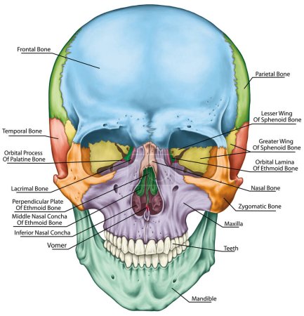 Los huesos del cráneo, los huesos de la cabeza, el cráneo. Los huesos individuales y sus rasgos salientes en diferentes colores. Los nombres de los huesos craneales. Vista anterior.