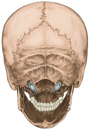 Téléchargez les photos : Les os du crâne, crâne, construction anatomique des os de la tête humaine, os pariétal, os occipital, os temporal, crête occipitale externe, vue postérieure - en image libre de droit