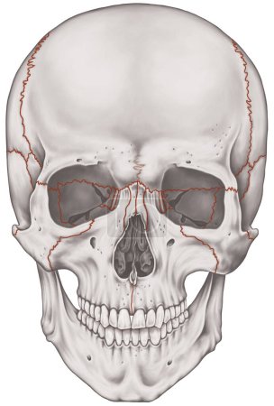 Les sutures, les articulations des os du crâne, de la tête, du crâne. Les principales articulations des os du crâne. La suture crânienne entre les os. Vue antérieure.