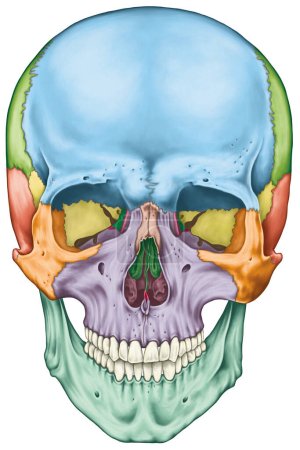 Foto de Los huesos del cráneo, los huesos de la cabeza, el cráneo. Los huesos individuales y sus rasgos salientes en diferentes colores. Los nombres de los huesos craneales. Vista anterior. - Imagen libre de derechos