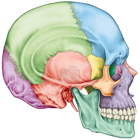 Les os du crâne, les os de la tête, du crâne. Les os individuels et leurs caractéristiques saillantes en différentes couleurs. Les noms des os crâniens. Vue latérale.