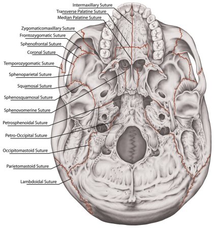 The sutures, joints of bones of the cranium, head, skull. The major joints of the bones of the cranium. The cranial suture between the bones. The names of the cranial sutures. Basal aspect of the skull. Inferior view.