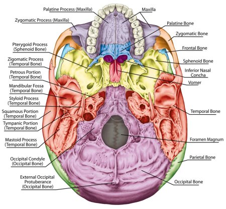 Los huesos del cráneo, los huesos de la cabeza, el cráneo. Los huesos individuales y sus rasgos salientes en diferentes colores. Los nombres de los huesos craneales. Aspecto basal del cráneo. Vista inferior. 