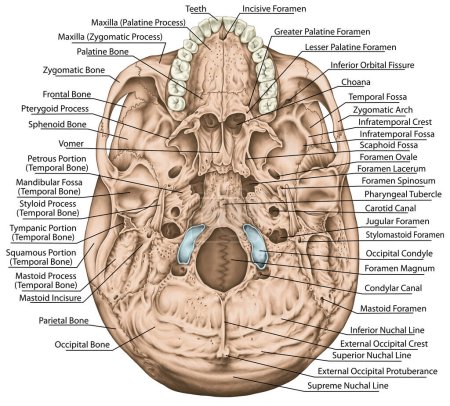 Schädelknochen, Schädelknochen, Schädelknochen. Öffnungen für Nerven und Blutgefäße, Foramen und Prozesse. Die Namen der Schädelknochen. Basaler Aspekt des Schädels. Minderwertige Sichtweise. 