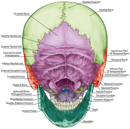 The bones of the cranium, the bones of the head, skull. The individual bones and their salient features in different colors. The names of the cranial bones. Posterior view.