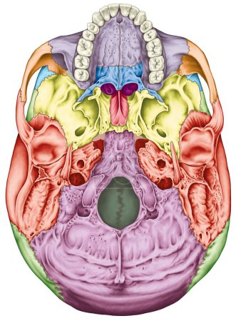 Los huesos del cráneo, los huesos de la cabeza, el cráneo. Los huesos individuales y sus rasgos salientes en diferentes colores. Aspecto basal del cráneo. Vista inferior. 