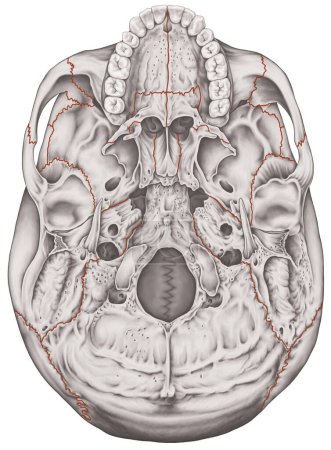 Photo for The sutures, joints of bones of the cranium, head, skull. The major joints of the bones of the cranium. The cranial suture between the bones. Basal aspect of the skull. Inferior view. - Royalty Free Image