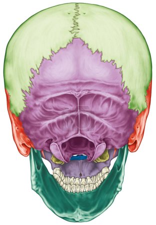The bones of the cranium, the bones of the head, skull. The individual bones and their salient features in different colors. Posterior view.