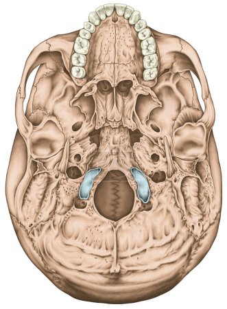Foto de Los huesos del cráneo, los huesos de la cabeza, el cráneo. Aperturas para nervios y vasos sanguíneos, forámenes y procesos. Aspecto basal del cráneo. Vista inferior. - Imagen libre de derechos