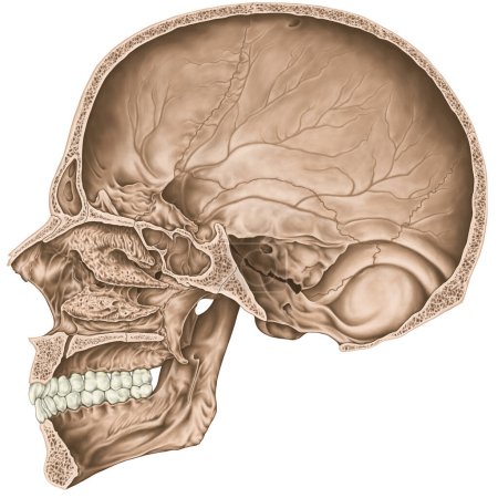 Téléchargez les photos : Cavité crânienne. Les os du crâne, les os de la tête, du crâne. Ouverture pour les nerfs et les vaisseaux sanguins, les foramens et les processus. Section Sagittal. - en image libre de droit