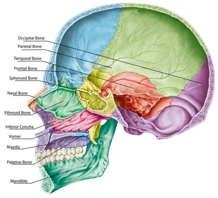 Cavidad craneal. Los huesos del cráneo, los huesos de la cabeza, el cráneo. Los huesos individuales y sus rasgos salientes en diferentes colores. Los nombres de los huesos craneales. Sección parasagital. 