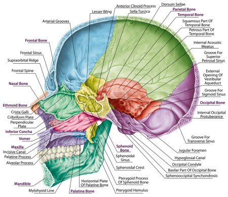 Cavité crânienne. Les os du crâne, les os de la tête, du crâne. Les os individuels et leurs caractéristiques saillantes en différentes couleurs. Les noms des os crâniens. Section parasagitale. 