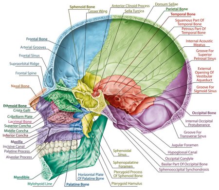 Cavidad craneal. Los huesos del cráneo, los huesos de la cabeza, el cráneo. Los huesos individuales y sus rasgos salientes en diferentes colores. Los nombres de los huesos craneales. Sección sagital. 