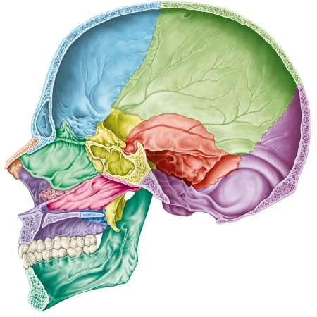 Cavidad craneal. Los huesos del cráneo, los huesos de la cabeza, el cráneo. Los huesos individuales y sus rasgos salientes en diferentes colores. Sección parasagital. 
