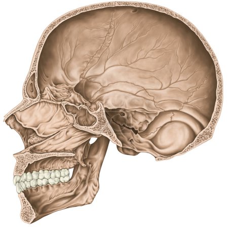 Téléchargez les photos : Cavité crânienne. Les os du crâne, les os de la tête, du crâne. Ouverture pour les nerfs et les vaisseaux sanguins, les foramens et les processus. Section parasagitale. - en image libre de droit