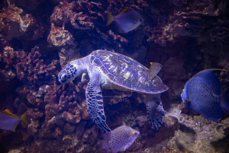 Photo for Turtle in aquarium for design purpose, wallpaper - Royalty Free Image