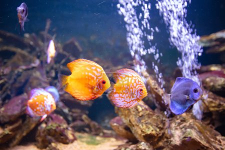 Different fishes in aquarium for design purpose, wallpaper