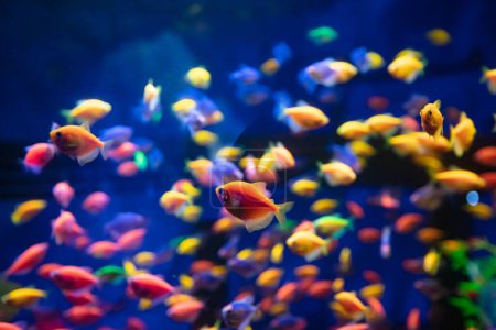 A lot of colorful fishes in aquarium for design purpose, wallpaper