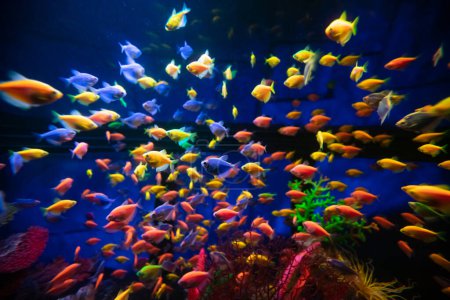 Foto de Una gran cantidad de peces de colores en el acuario para el propósito de diseño, papel pintado - Imagen libre de derechos