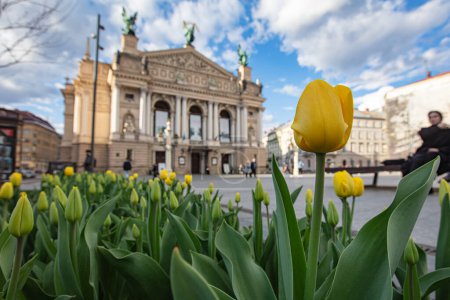 Lviv, Ukraine - April 3, 2024: Flowerbed with yellow tulips in front of Lviv National Opera