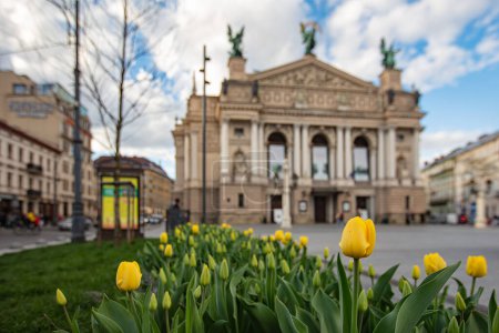Lviv, Ukraine - April 3, 2024: Flowerbed with yellow tulips in front of Lviv National Opera