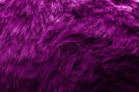 Téléchargez les photos : Magenta velours peluche tissu texturé fond à des fins de conception - en image libre de droit