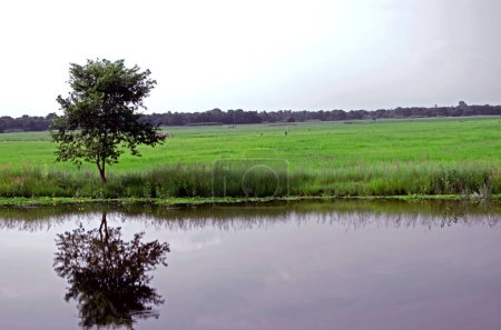 Foto de Árbol solitario reflejado en el agua de un arrozal - Imagen libre de derechos